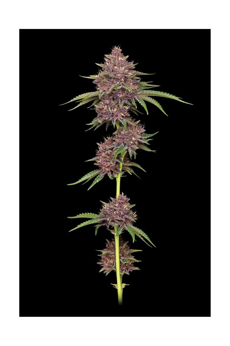 Purpz, Фасовка: 3